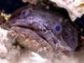 Oyster Toadfish