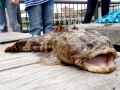 Oyster Toadfish