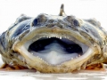 Oyster Toadfish