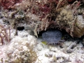 Oyster Toadfish