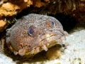 Oyster Toadfish
