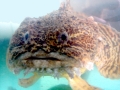 Oyster Toadfish