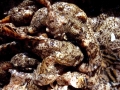 Oyster Toadfish