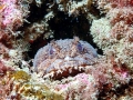 Oyster Toadfish