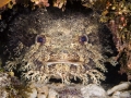 Oyster Toadfish
