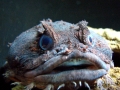 Oyster Toadfish