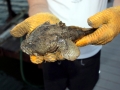 Oyster Toadfish