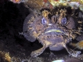 Oyster Toadfish