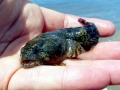 Oyster Toadfish
