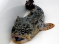Oyster Toadfish