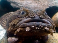 Oyster Toadfish