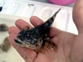 Oyster Toadfish