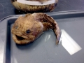 Oyster Toadfish