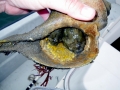 Oyster Toadfish