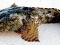 Oyster Toadfish