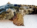 Oyster Toadfish