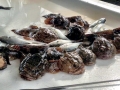 Oyster Toadfish