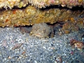 Oyster Toadfish