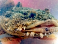 Oyster Toadfish
