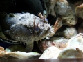 Oyster Toadfish