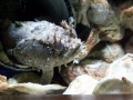 Oyster Toadfish