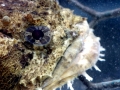 Oyster Toadfish