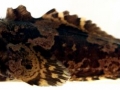 Oyster Toadfish