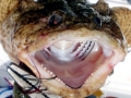 Oyster Toadfish