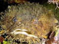 Oyster Toadfish