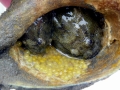 Oyster Toadfish