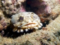 Oyster Toadfish
