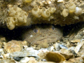 Oyster Toadfish