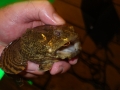 Oyster Toadfish