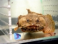 Oyster Toadfish