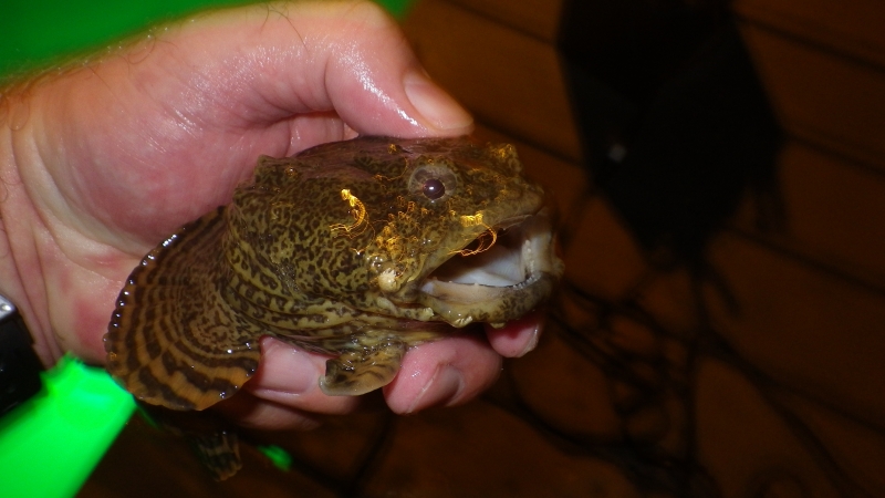 Oyster toadfish: The unique and slimy fish that whistle for love