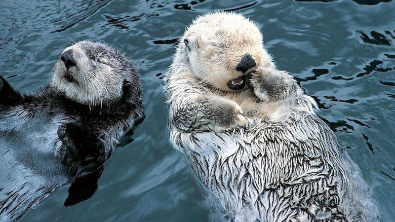 Pacific Sea Otter – 