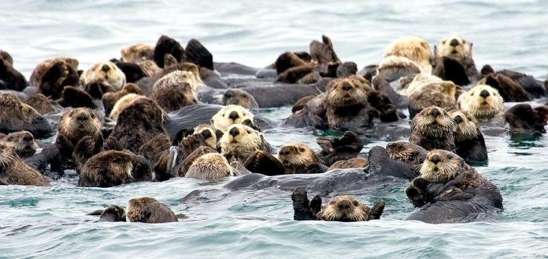 Pacific Sea Otter – 