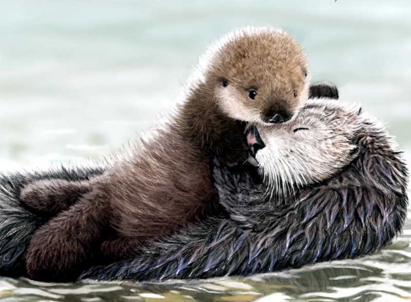 Pacific Sea Otter