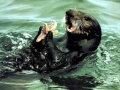 Pacific Sea Otter