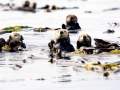 Pacific Sea Otter