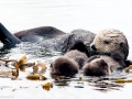Pacific Sea Otter