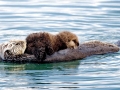 Pacific Sea Otter