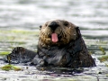 Pacific Sea Otter