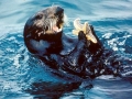 Pacific Sea Otter