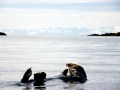 Pacific Sea Otter