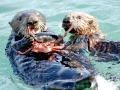 Pacific Sea Otter