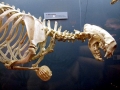 Pacific Sea Otter