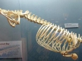 Pacific Sea Otter