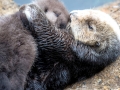 Pacific Sea Otter