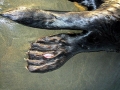 Pacific Sea Otter